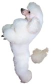 caniche